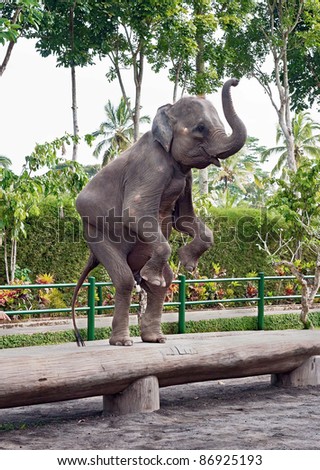 The young elephant is in the circus - Bali, Indonesia