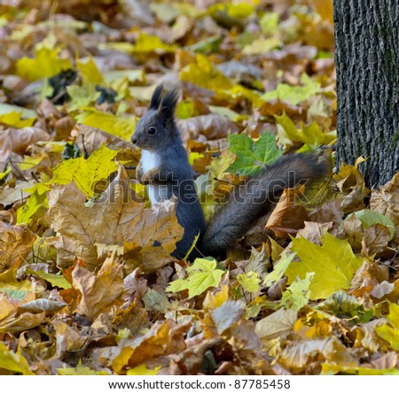 The red squirrel sitting among the fallen leaves in a moscow park