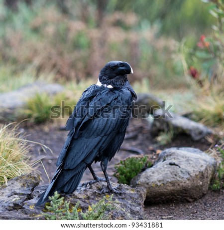 Black bird in the rain in the rain forest of the volcano mount Kilimanjaro - Tanzania