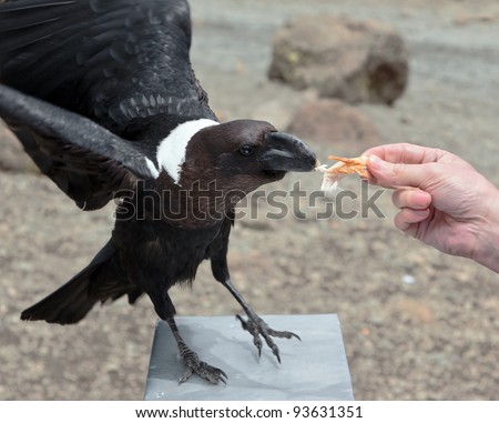 Feeding the black birds  on the slopes of Kilimanjaro in bad weather - Tanzania