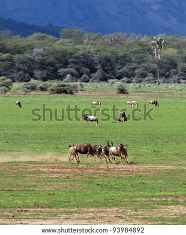 Antelopes gnu in Lake Manyara National Park - Tanzania