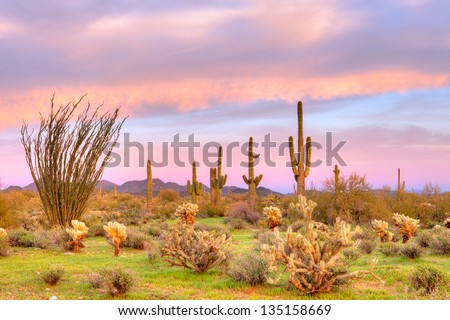 Sonoran Desert at sunset.