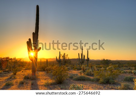 Sonoran Desert catching day's last rays.