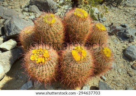 Family of seven Barrel Cacti in desert smiling at the sun.