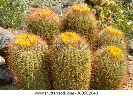 Family of six Barrel Cacti in desert.