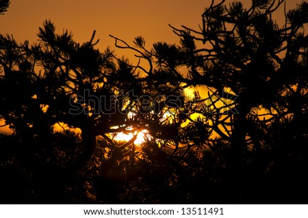 Sun rises behind pines.