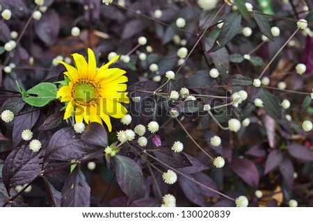 Sunflower on small purple grasses
