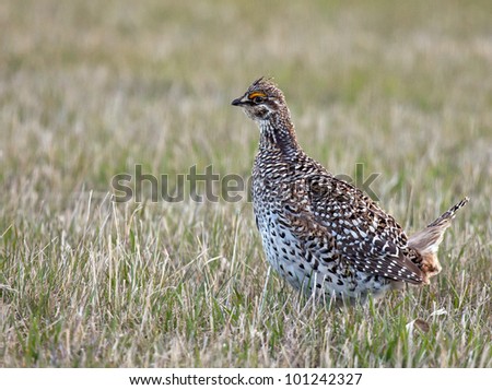 Profile image of a Sharp-tailed grouse on a lek in northern, Minnesota. Springtime.
