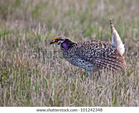 Male Sharp-tailed grouse displaying his dance on a breeding ground (lek) in northern, Minnesota.