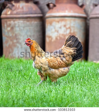 Free range, organic hen on lush grass.  Old milk cans in the background.