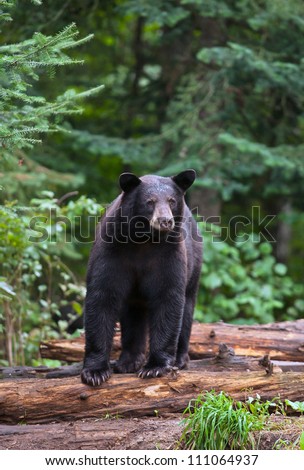 Alert American Black Bear standing on logs, looking off into the distance.  Summer in northern Minnesota.