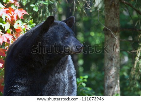 American black bear staring off into the distance.  Profile image of head.  Summer in northern Minnesota.