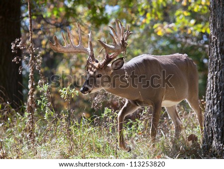 Big white-tail buck deer walking through the woods.  Antlers are shedding velvet from rubbing.  Rutting behavior.