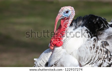 Close up image of a domestic Tom turkey