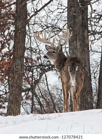 Vertical image of a trophy whitetail deer buck looking over his shoulder, while standing alert on a hillside.  Winter in Wisconsin