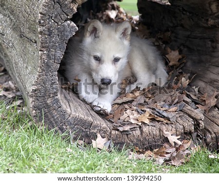 Young arctic wolf pup seeks shelter in a hollowed log.
