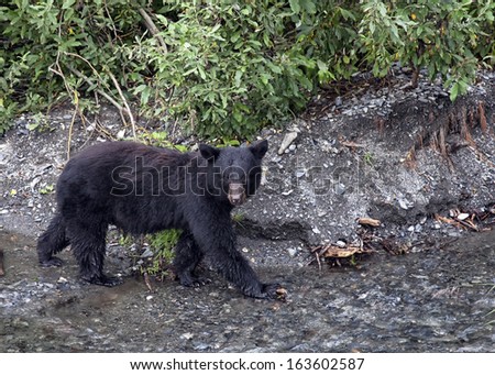 American black bear walks along side a fresh water stream, hunting, in search of salmon.  Autumn in Valdez, Alaska.