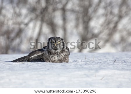 Northern Hawk Owl pouncing on its prey in the snow.  Winter in Minnesota