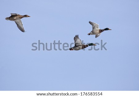 Mallard ducks in flight.  Drakes and hen, against a clear blue sky.