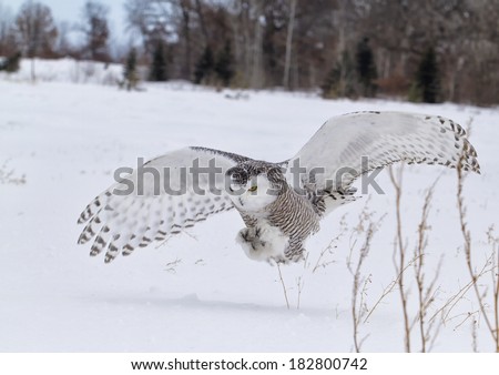 Snowy owl in flight, catching prey in open corn field.  Winter in Minnesota.