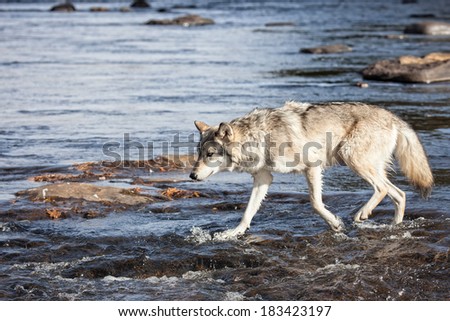 Profile image of a timber wolf, or gray wolf walking through river water