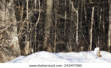 A group of white-tailed deer stand in quiet camouflage in the forest.  Winter in Wisconsin