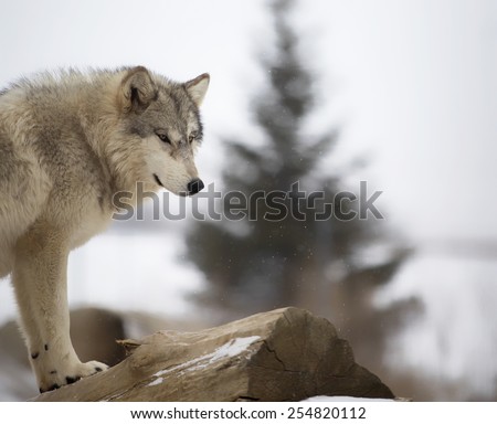 Timber wolf or gray wolf stands atop a fallen log surveying below.  Snowy scene with shallow depth of field creating some bokeh in the image.
