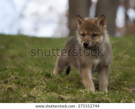Young grey wolf pup in soft focus, standing on a hillside