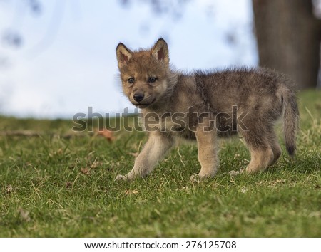 Profile image of a young, grey wolf pup, standing on a hillside.