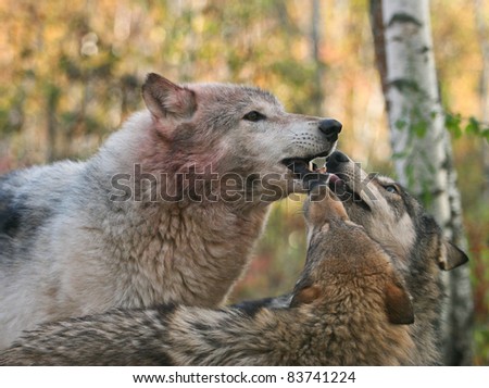 Timber wolf pack showing submissiveness to alpha male.  Focus is on the alpha male.