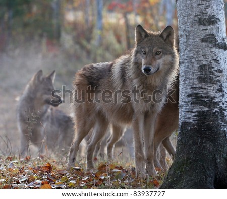 Timber wolf pack on cool, fall morning.  Soft focus, with shallow depth of field. Focus on the foreground. Backlit.