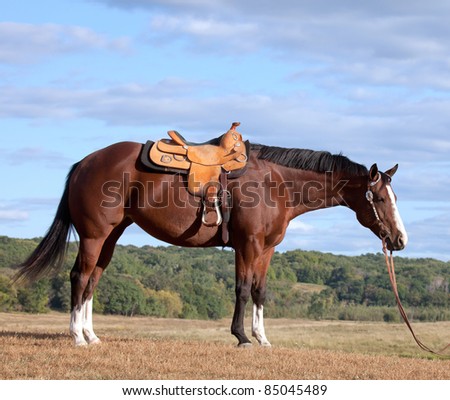 profile image of saddled quarter horse mare in pasture