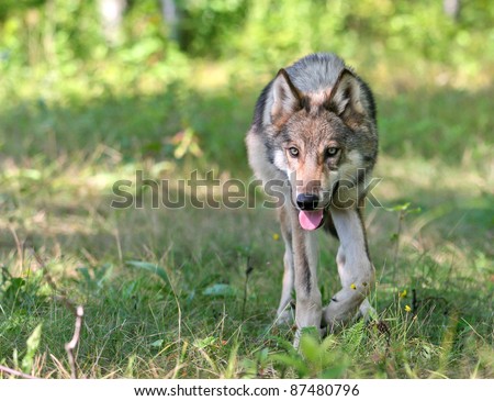 Close up of a beautiful young wolf walking toward the camera.  Focus on the face.