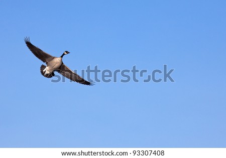 Canada goose in flight with clear blue sky in background