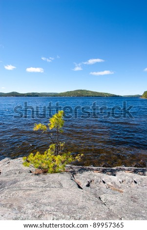 Solitary Pine Tree Sapling Growing out of Granite on Shore of Lake