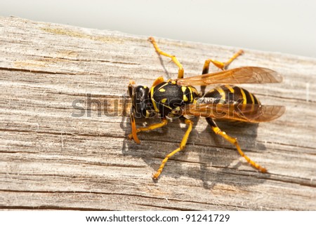 Yellow Jacket Wasp Chews Wood into Pulp to Construct Nest