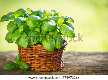 Organic basil plant in the basket on the wooden table
