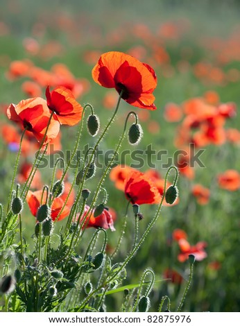 Flowers of poppy with selective focus. Colors of june, poppy field against sunlight. Beautiful nature background.