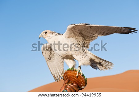 Falcon on a leash in a desert