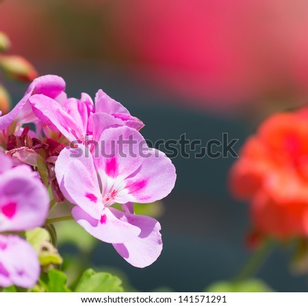 pink geranium closeup with red flowers on the background