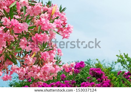 pink oleanders with purple flowers on the background