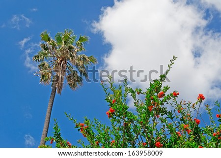 red flowers and palm tree under a cloudy sky