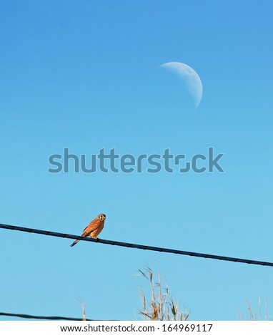 two goldfinches under the moon