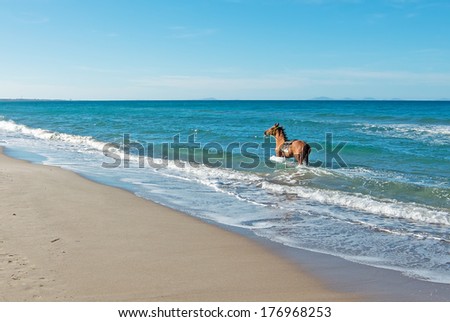 brown horse running in the sea