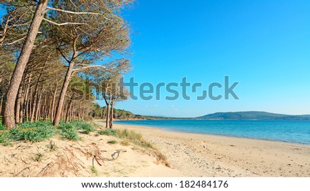 pin trees by Mugoni beach shoreline, Sardinia