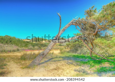 bent pine tree in Platamona. hdr.
