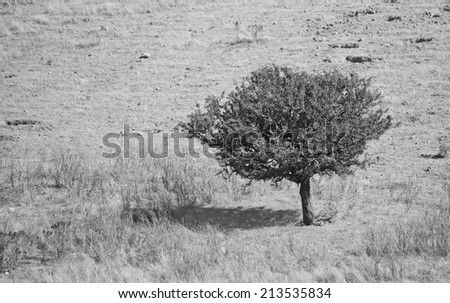 tree alone in the country. black and white.