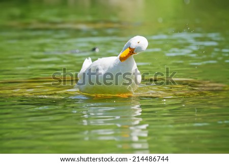white duck shakes in a green pond