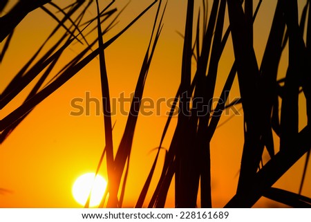 Palm branch silhouette at sunset. Shot in Alghero harbor, Sardinia