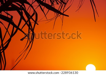 palm branch silhouette and shining sun at sunset. Shot in Alghero harbor, Italy